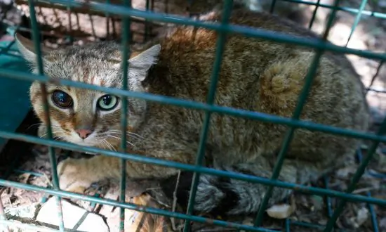 ‘Extraordinary:’ ‘Cat-Fox’ Animal Believed to Be a New Species
