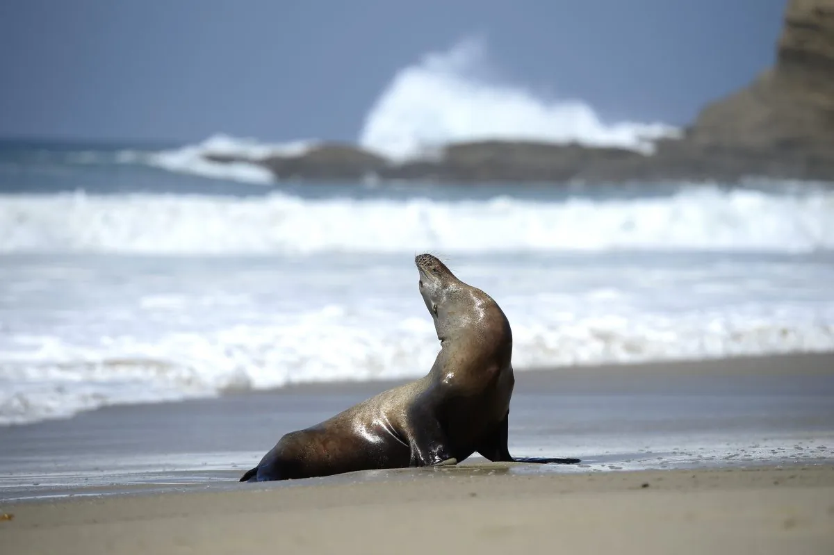 In this file image a stranded adult sea lion is seen in the sand in Laguna Beach, California, on March 30, 2015. (Robyn Beck/AFP/Getty Images)