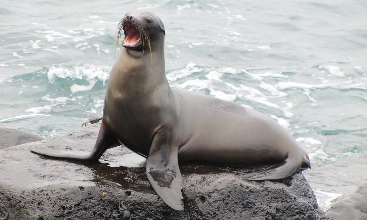 Stock image of a sea lion. (Sebastian_photos/Pixabay)