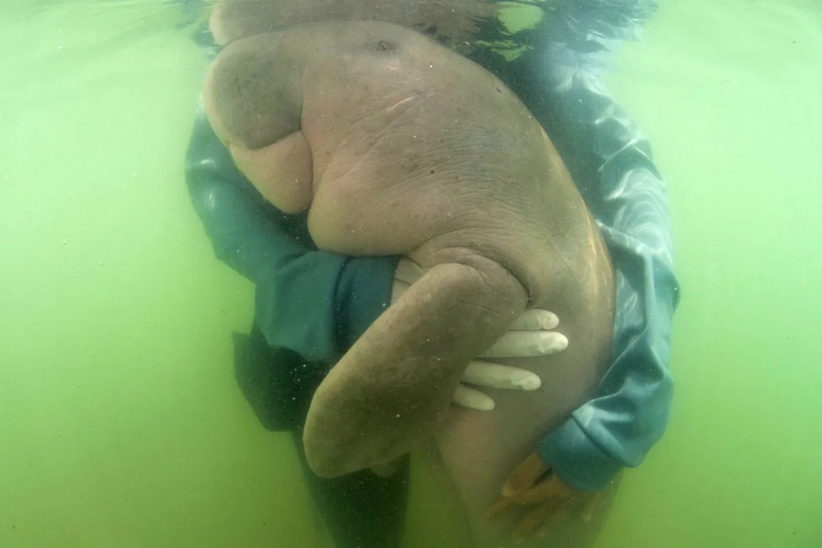 An official of the Department of Marine and Coastal Resources hugs Marium, a baby dugong separated from her mother, near Libong island, Trang province, southern Thailand. The baby dugong that has developed an attachment to humans after getting lost in the ocean off southern Thailand is being nurtured by marine experts in hopes that it can one day fend for itself. May 23, 2019. (Sirachai Arunrugstichai via AP)