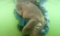 China’s Sea Cow Believed to Be ‘Functionally Extinct’: Research Report