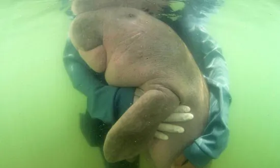China’s Sea Cow Believed to Be ‘Functionally Extinct’: Research Report