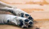 Dog Bitten in Eye by Rattlesnake Racks Up $6,000 Vet Fee–Then Netizens Pitch In to Help Owner