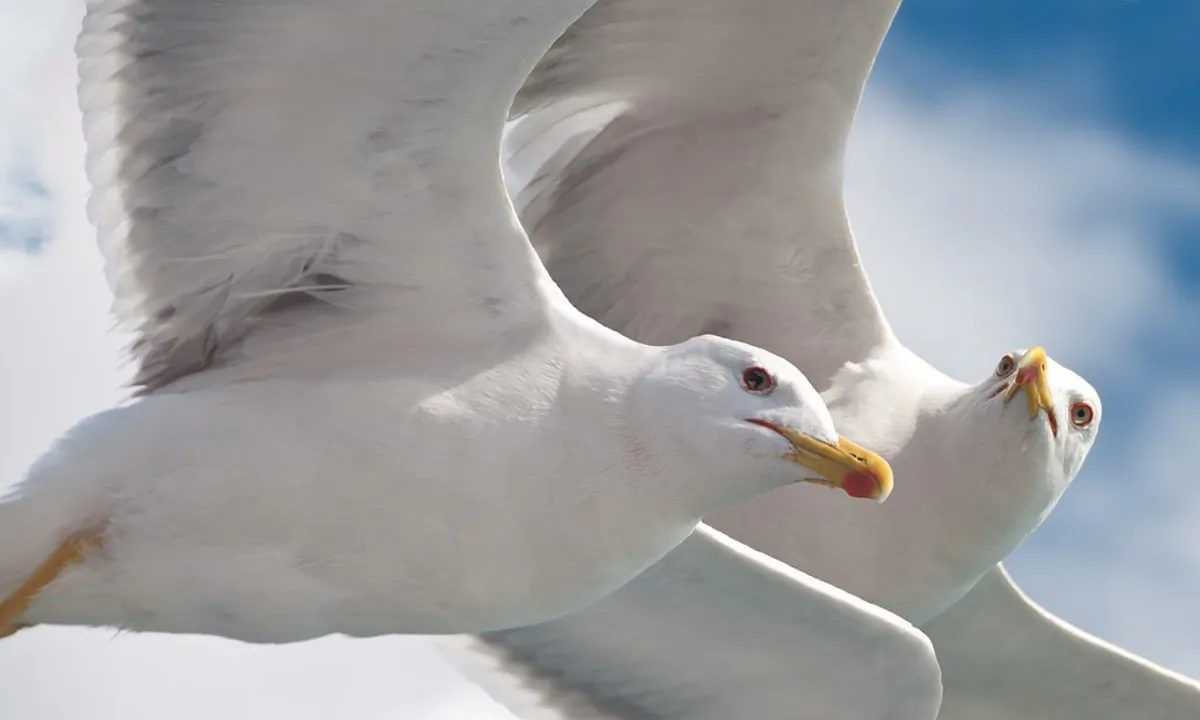 Stock image of sea gulls. (Nyfrese/Pixabay)