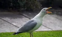 Bright Orange Bird Turns Out to Be Seagull Covered in Curry