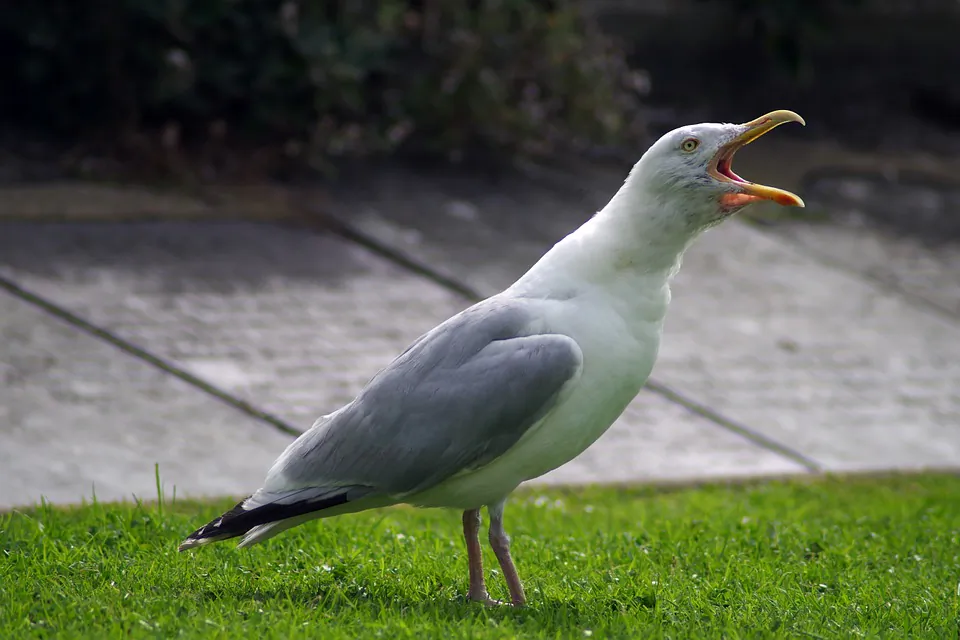 Stock image of a seagull. (L0nd0ner/Pixabay)