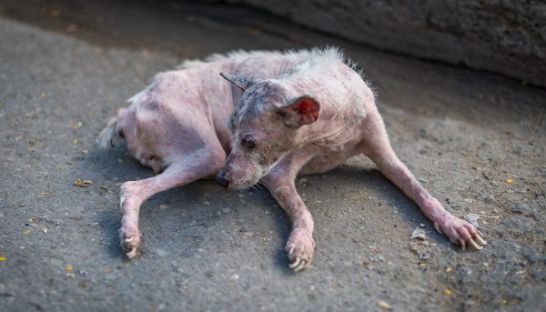Starved Dying Dog Is Ignored by All, but a Lady Shows Up and His Fate's Changed | The Epoch Times