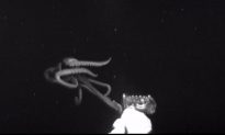 Giant Squid Captured on Camera for the First Time in the US