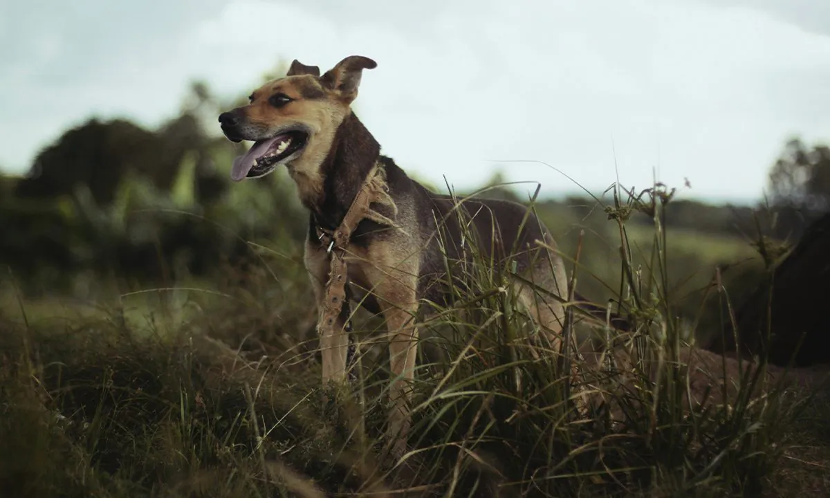 A stock photo of a dog. (Ariana Prestes on Unsplash)