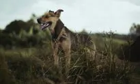 Dog Found Human Bone in Owner’s Backyard That Might Belong to Missing Woman