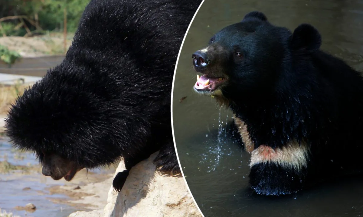 (L) Asian Black Bear jumping off a rock. (Raymond Roig/AFP/Getty Images) -- (R) Asian Black Bear swimming. (Ye Aung Thu/AFP/Getty Images)
