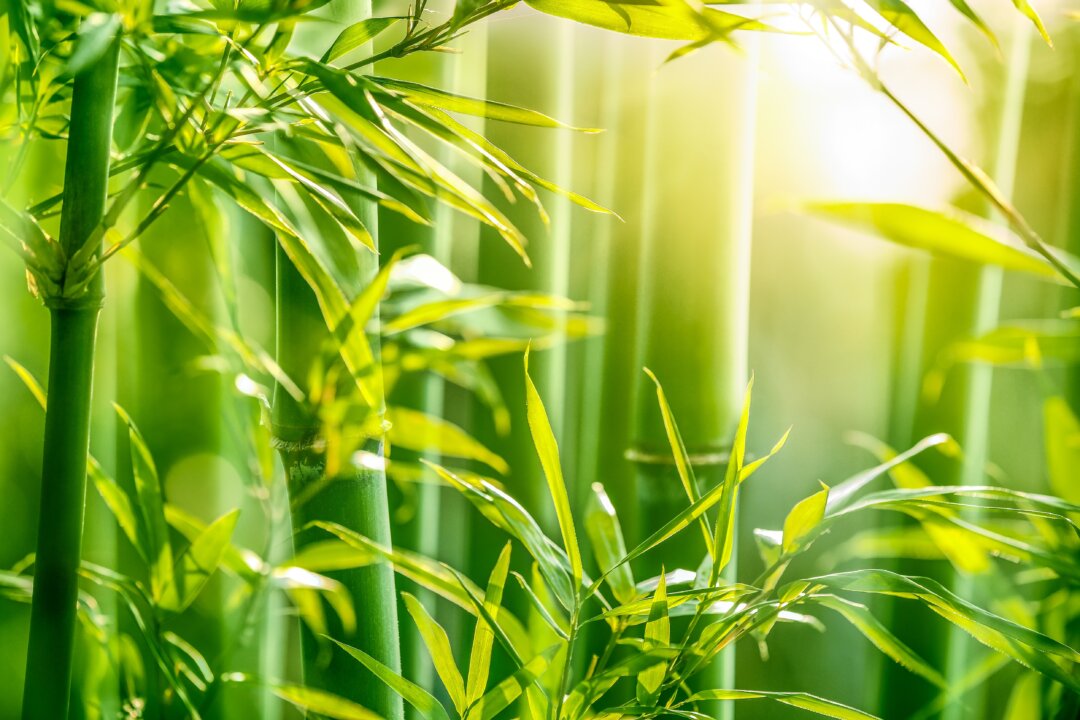 With bamboo's seemingly unlimited benefits, you will want to find ways to include bamboo leaves and shoots in your diet.(fotohunter/Shutterstock)