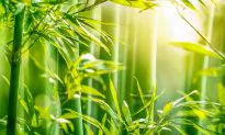 The ‘Secret’ Healing Properties of Bamboo
