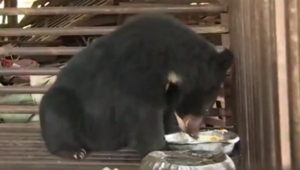 Raise bear dog