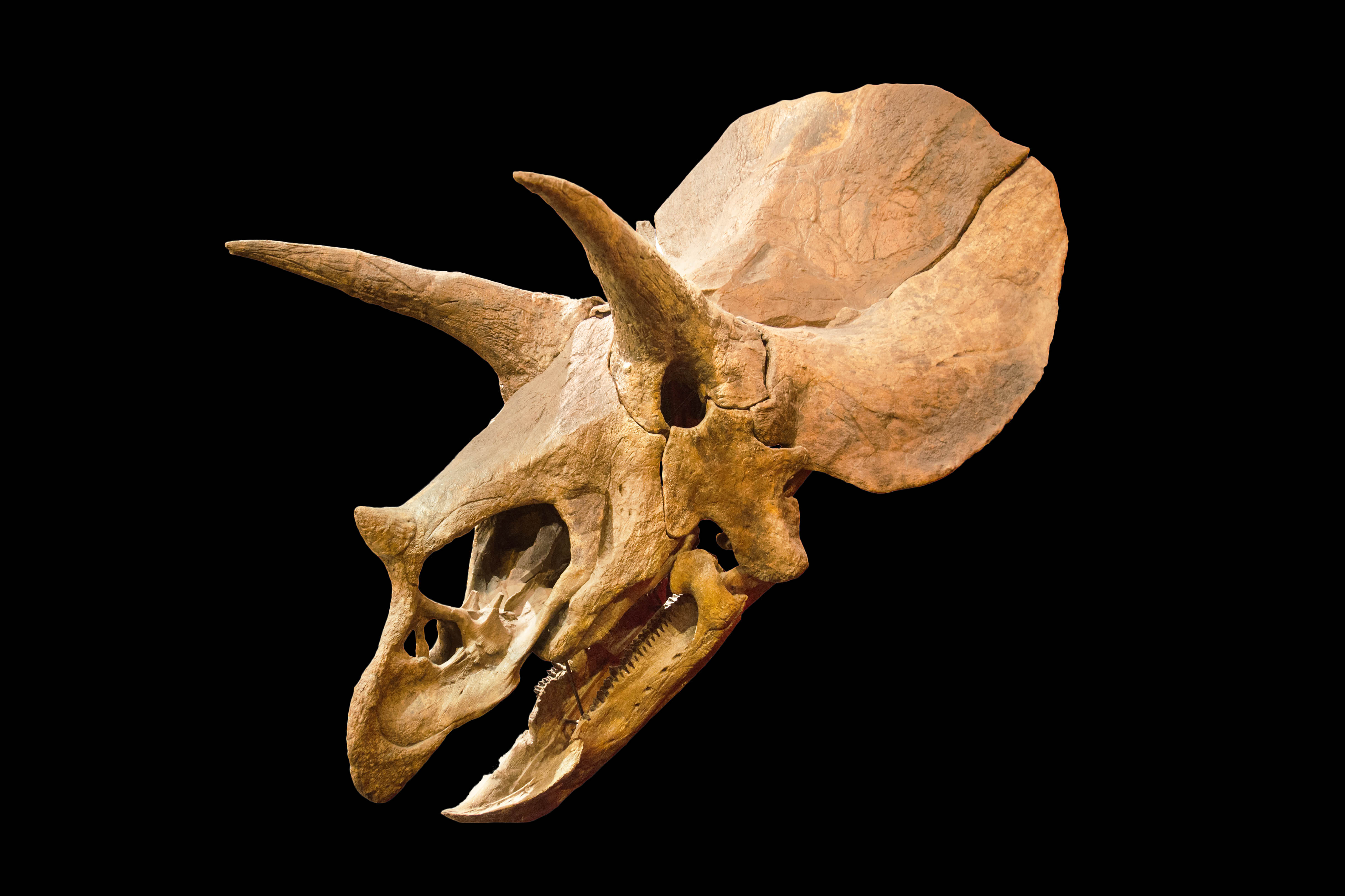 triceratops dinosaur bones