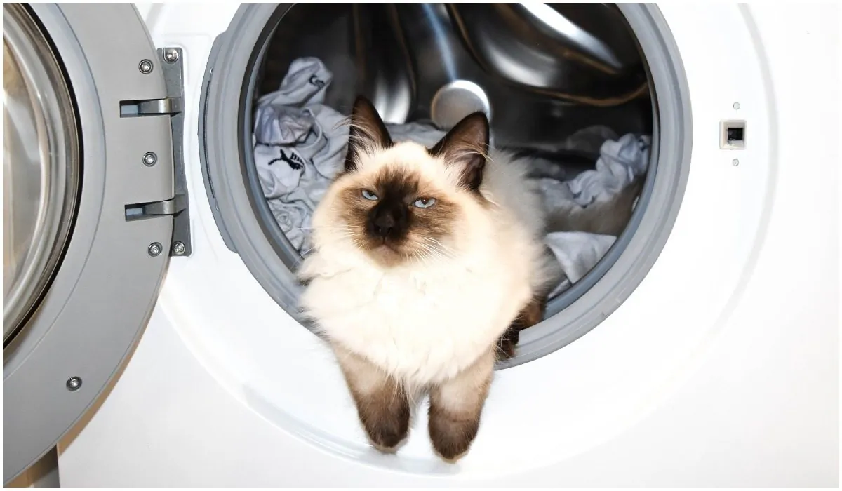 In this unrelated file image, a cat rests in the drum of a family washing machine. (Pixabay)