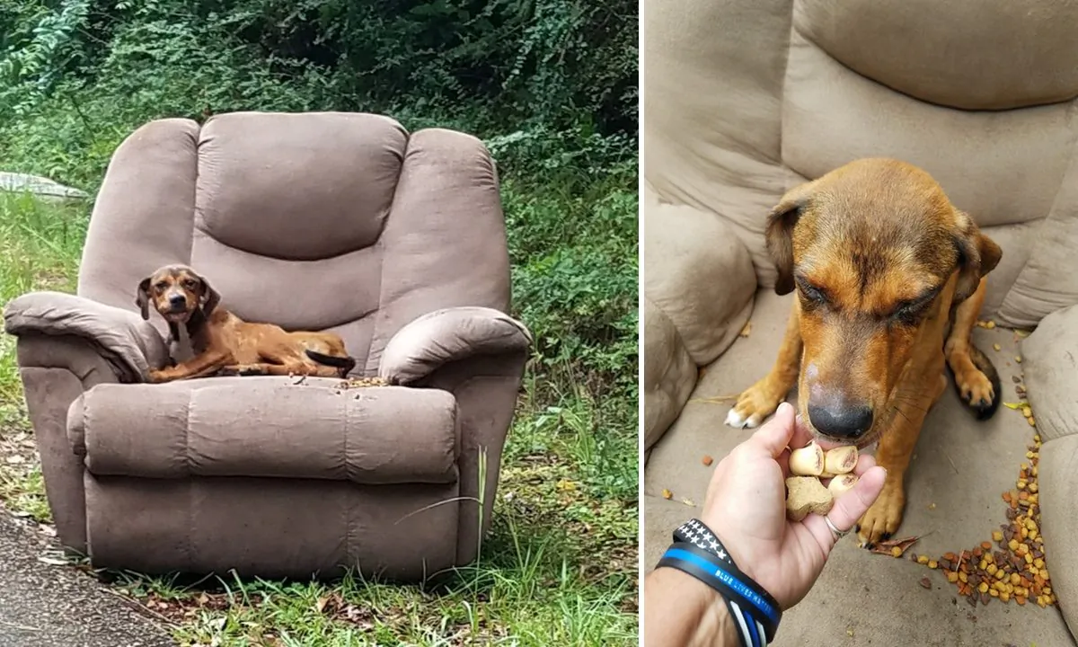 Pictures of the puppy abandoned on an armchair on the side of a Brookhaven road. (Pics courtesy Sharon Norton)