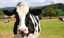 Sad Dog Separated From Cow Who Raised Him, Video Shows the Tear-Jerking Moment They Reunite Again