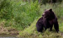 Second Banff Grizzly Dies After Being Struck by Vehicle: Parks Canada