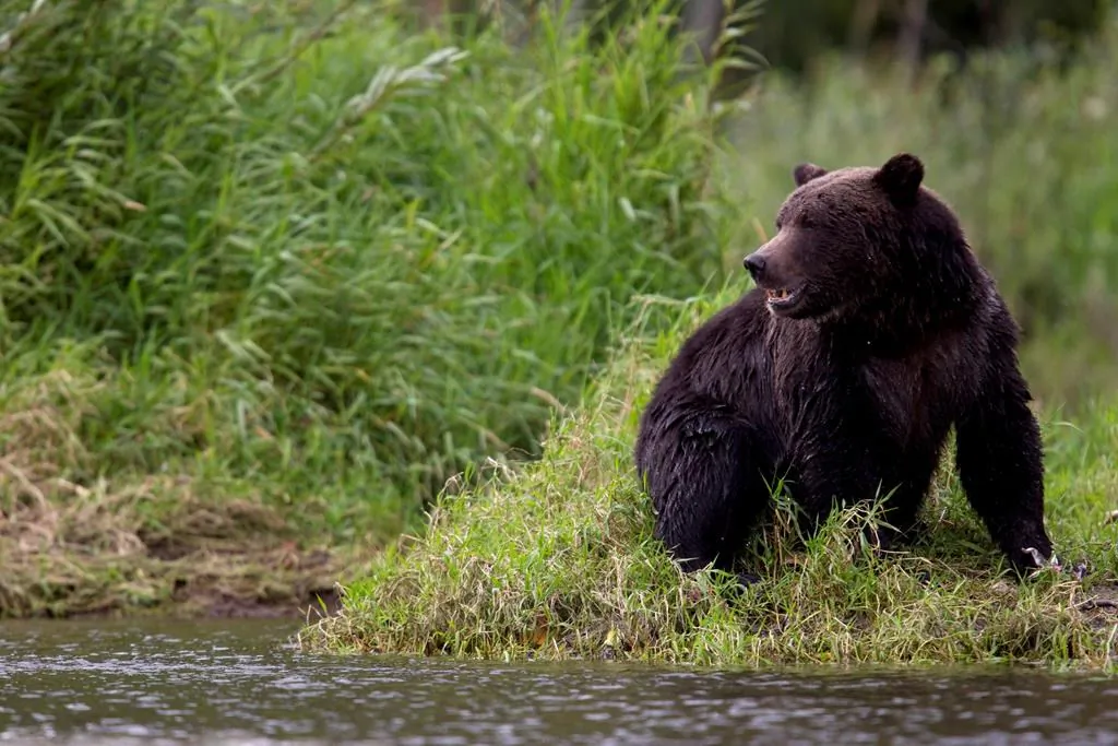 A grizzly bear is seen fishing along a river in Tweedsmuir Provincial Park near Bella Coola, B.C. on Sept 10, 2010. (Jonathan Hayward/The Canadian Press)