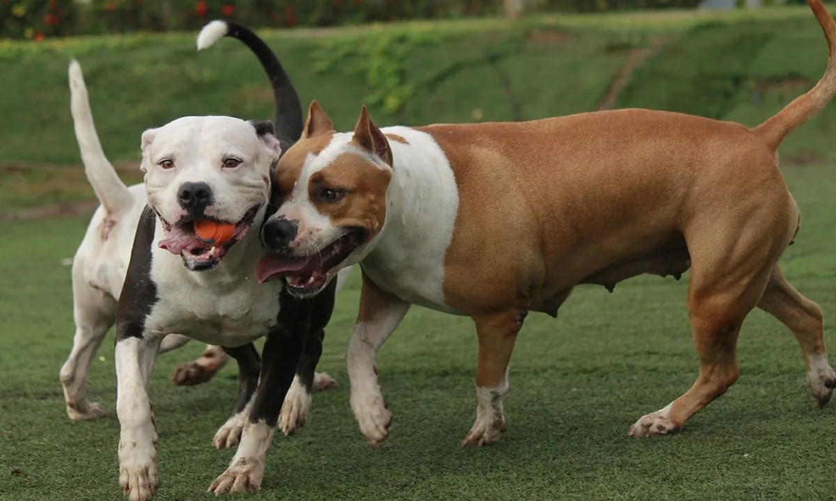 Stock image of pit bulls. (TC-TORRES/Pixabay)