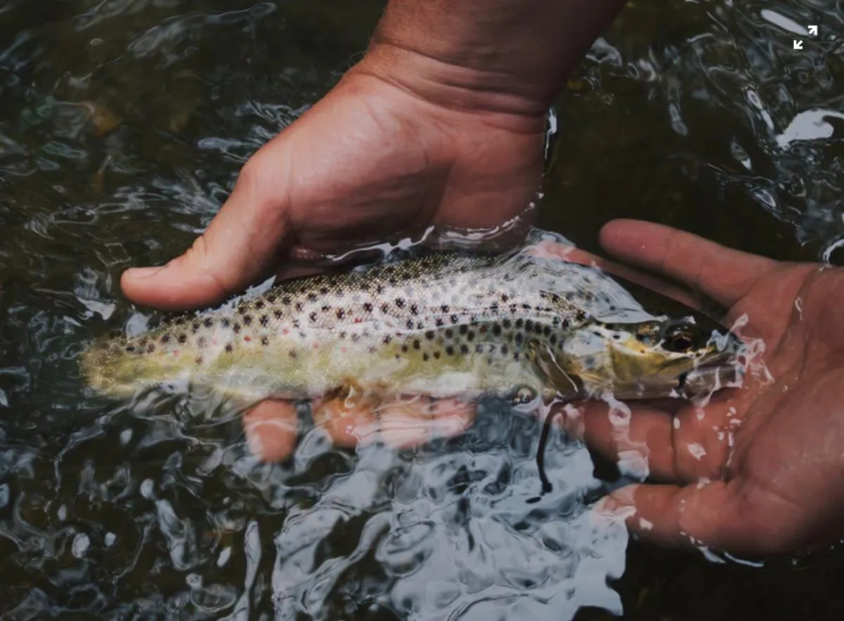 Stock photo showing a fisherman holding a trout in his hands. (Hunter Brumels/Unsplash)
