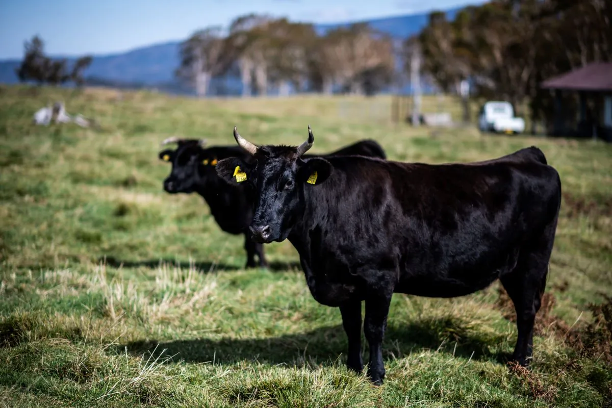 An undated file photo of cattle. (Martin Bureau/AFP/Getty Images)