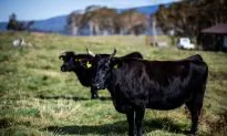 Taiwan Eases Restrictions on Canadian Beef Imports