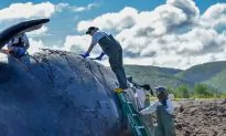 Latest Right Whale Deaths in the Gulf of St. Lawrence Alarming: Expert