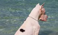 Owner Tells Great Dane ‘You Can’t Swim With Your Jacket On’ – His Tantrum Is Hilarious