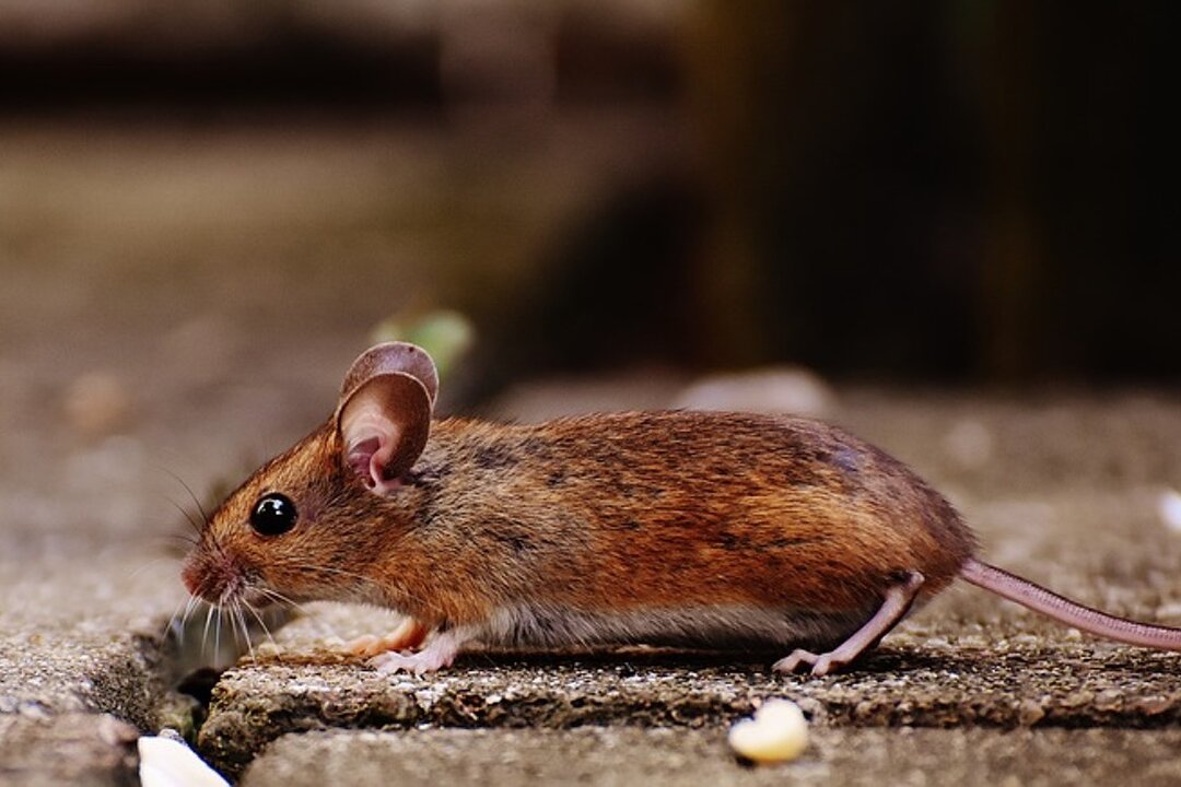 Michigan Reports First Human Case of Rodent-Borne Hantavirus
