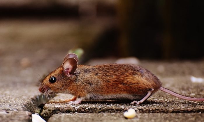 Stock image of a mouse. (Alexas_Fotos/Pixabay)