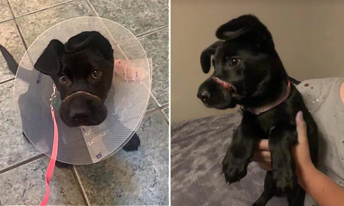 Plastic hair tie around Shadow's muzzle left a deep wound. (Celestial Zoo)
