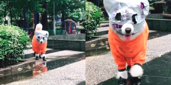dog rain coat