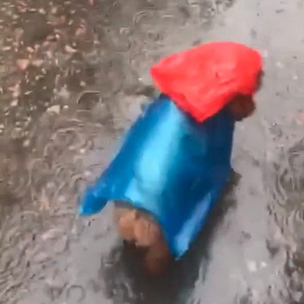 dog rain coat