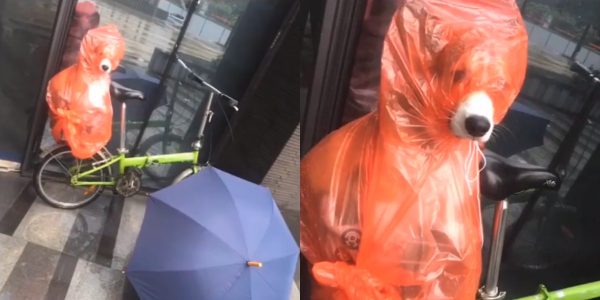 dog rain coat