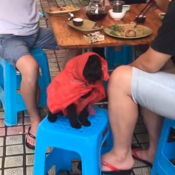dog rain coat