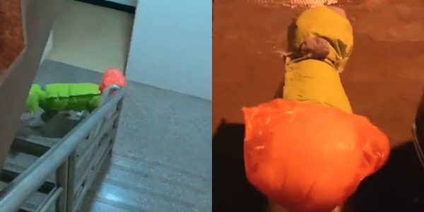 dog rain coat