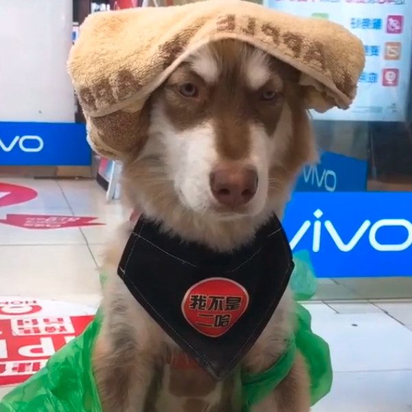 dog rain coat