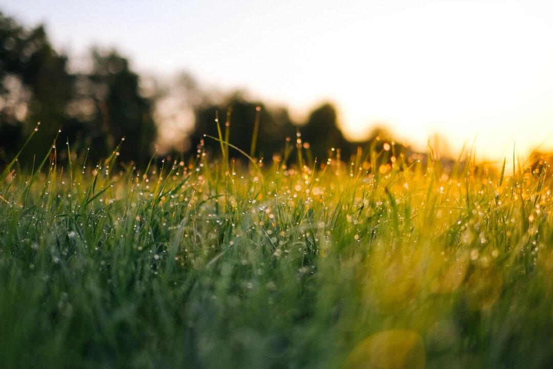 To mow or not to mow? (Jonas Weckschmied/Unsplash)