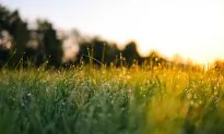 A Berkshire Journal: All Things Green and Growing