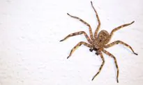 Man’s Apartment Is Utterly Infested With Spiders