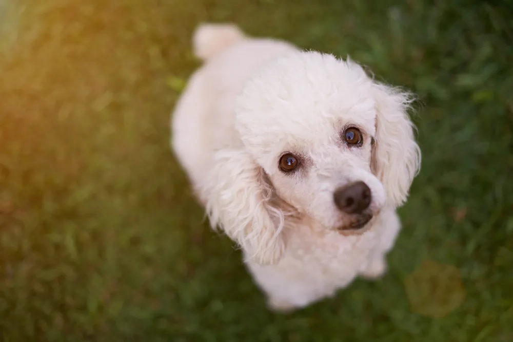 Did someone forget the dog? (PIxieMe/Shutterstock)