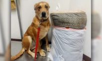 Dog Dumped at Shelter With His Bed and Toys as Family Didn’t Have Enough Time for Him