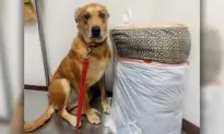 Dog Dumped at Shelter With His Bed and Toys as Family Didn’t Have Enough Time for Him