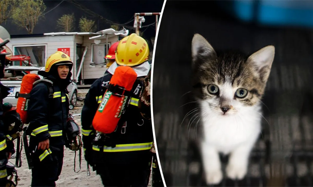 (L) Chinese firefighters. (STR/AFP/Getty Images) -- (R) A kitten in Shanghai, China. (Johannes Eisele/AFP/Getty Images)