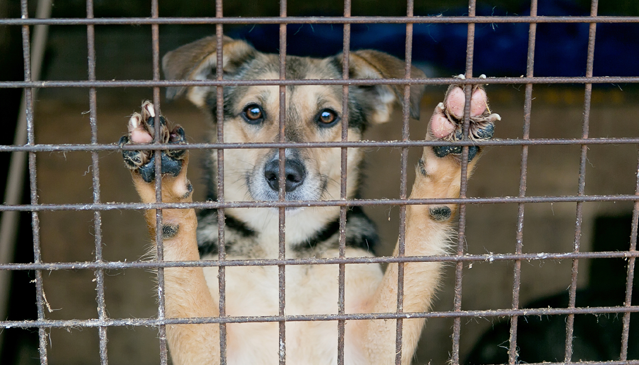 Scared Dogs Left Caged on Sidewalk With Trash After Owner Gets Evicted ...