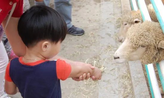 2-Year-Old Dies Due to E. Coli Infection Caught From Animals He Petted in Carnival Zoo