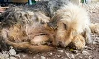 Tortured Dog Lay Lifeless on Road, Lifts Head When He Sees the Right Person Has Arrived