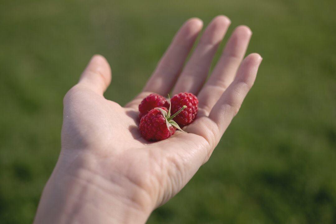 Raspberries are rich in antioxidants that can help counter oxidative stress, which is believed to play a pivotal role in the pathogenesis of COPD. (Stock Snap)